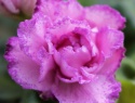 _MG_9325.JPG