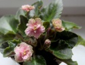 Rob´s Antique Rose.jpg