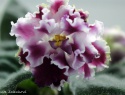 IMG_4237.JPG