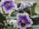 4f878c2ff8aba5d6-2.jpg
