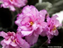 IMG_3746a.jpg