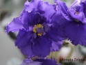 215b985876ca9ab7-2.jpg