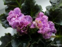 IMG_3770a.jpg