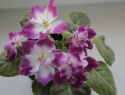 _MG_7419.JPG