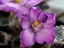 IMG_3772 (2)a.jpg