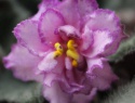 IMG_3714a.jpg