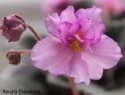 64095f258b83f117-2.jpg
