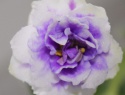 90f96dfa9cd9c765-2.jpg