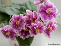 IMG_3700a.jpg