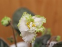 cf87fd44cb67fa33-2.jpg